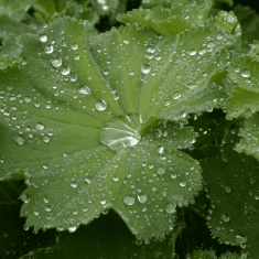 Des images de diff�rentes plantes